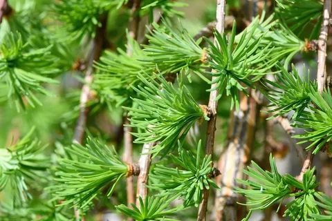 树,观赏植物,植物,审美,叶子 树,观赏植物,植物,审美,叶子