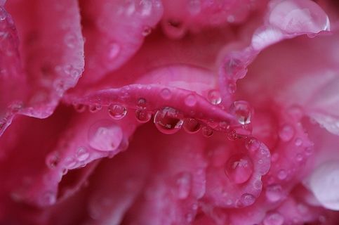 牡丹，雨，滴灌，雨滴，性质，宏，串珠