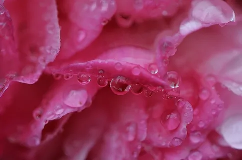 牡丹，雨，滴灌，雨滴，性质，宏，串珠