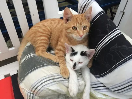 猫，动物，Mieze，阿迪达斯，好奇，猫的眼睛