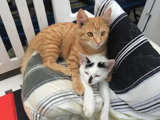 猫，动物，Mieze，阿迪达斯，好奇，猫的眼睛