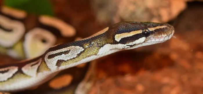 国王Python，莫哈韦沙漠，蛇，Python，收缩器，动物