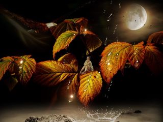 女孩，精灵，神秘，神奇，秋季，叶子，彩色