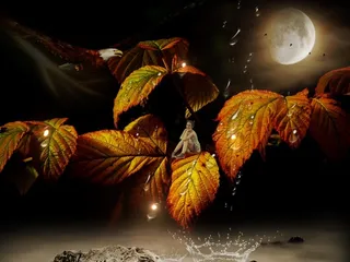 女孩，精灵，神秘，神奇，秋季，叶子，彩色