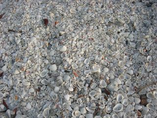 贝壳，海，贝壳，海滩，棕色，葡萄收获期，破碎