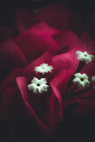 花，白，粉红色，自然，花的