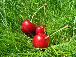樱桃，草丛中