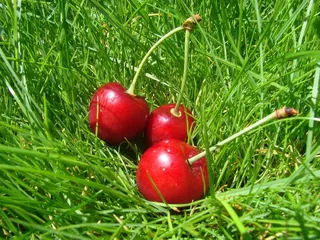 樱桃，草丛中