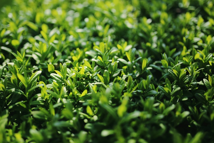 女贞子，女贞，植物，叶子，灌木，绿色，性质