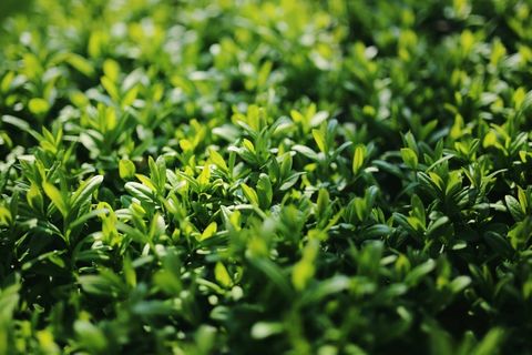 女贞子，女贞，植物，叶子，灌木，绿色，性质