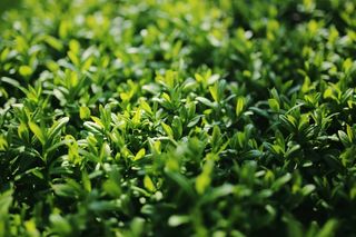 女贞子，女贞，植物，叶子，灌木，绿色，性质