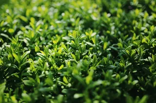 女贞子，女贞，植物，叶子，灌木，绿色，性质