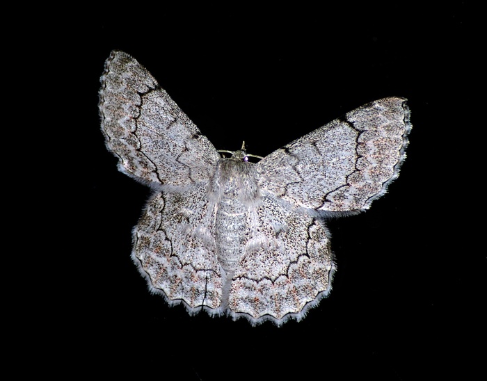 蛾，大，昆虫，白色，黑色，花边，图案