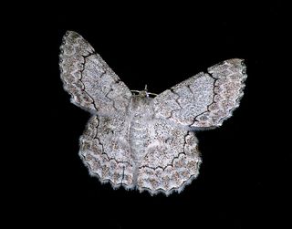 蛾，大，昆虫，白色，黑色，花边，图案