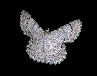 蛾，大，昆虫，白色，黑色，花边，图案