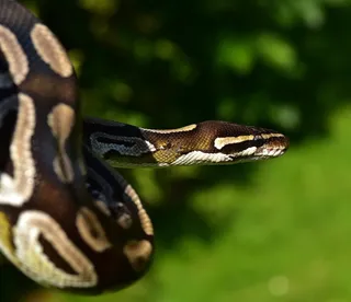 蛇，球形蟒蛇，蟒蛇Regius，美女，棕色