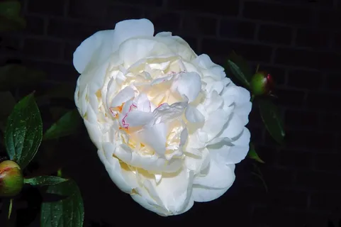 花,开花,盛开,牡丹,百合白,关闭,植物 花,开花,盛开,牡丹,百合白,关闭,植物