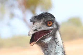 野生动物，自然，金，鸟