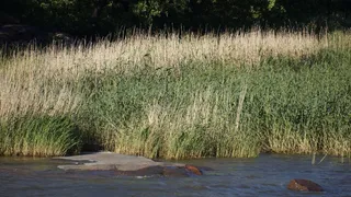 芬兰文，赫尔辛基文，穆斯蒂卡玛海滩，芦苇草，稻草