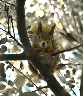 松鼠，花园，一年中的时间，灌木，灌木