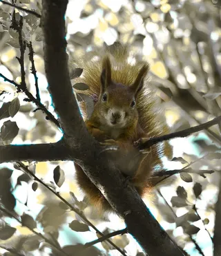 松鼠，花园，一年中的时间，灌木，灌木