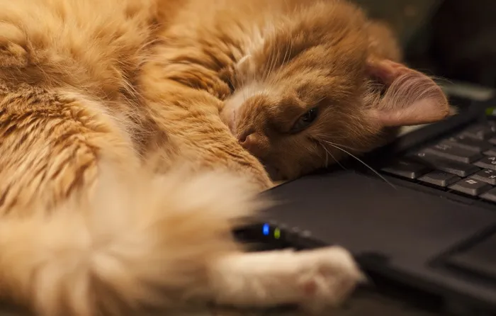 猫，红头猫，宠物，笔记本，梦
