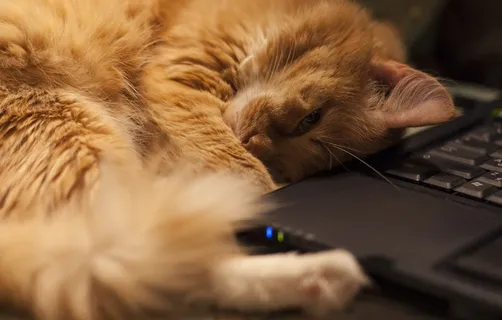 猫，红头猫，宠物，笔记本，梦