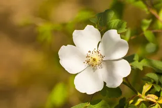 花，白色，性质，植物，西红柿，荷兰芹，植物区系，春天