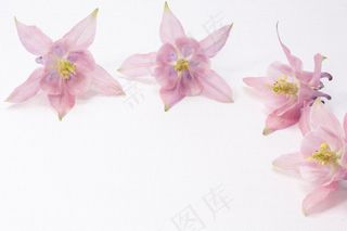 哥伦拜恩，花，开花，厂，粉红色