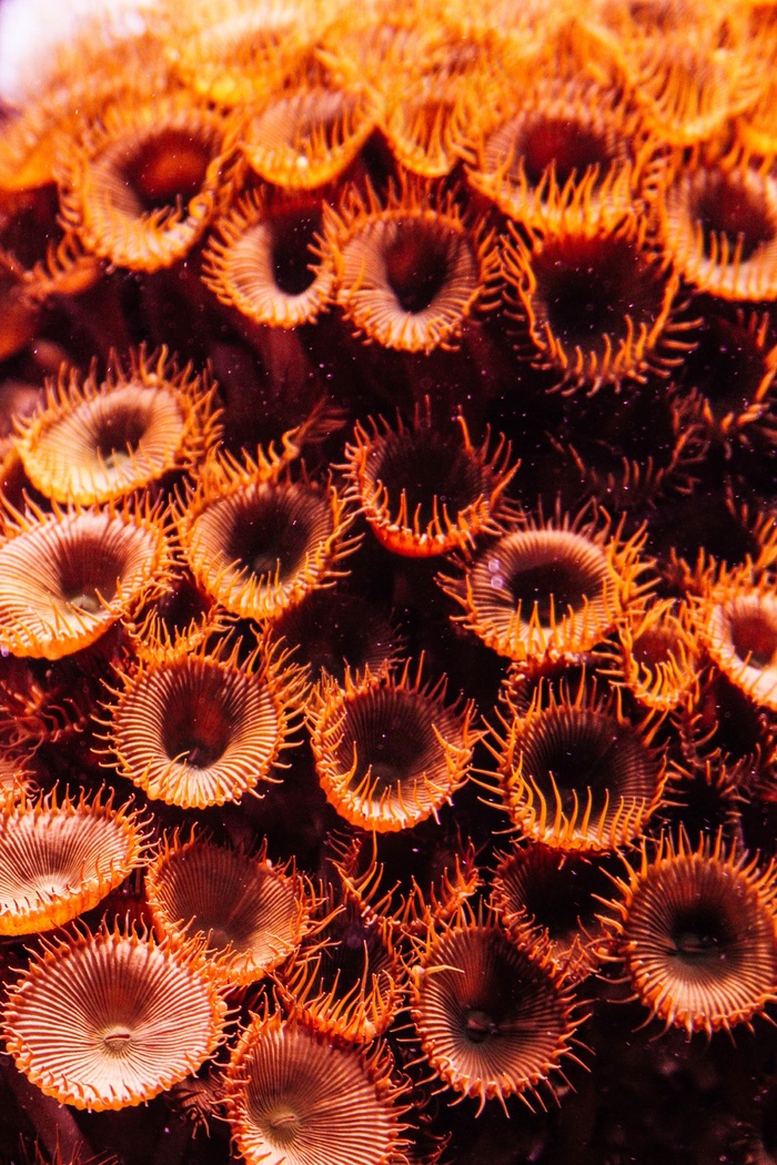 珊瑚，海，鱼，自然，水，动物，水族馆