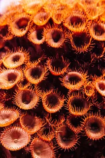 珊瑚,海,鱼,自然,水,动物,水族馆 珊瑚,海,鱼,自然,水,动物,水族馆