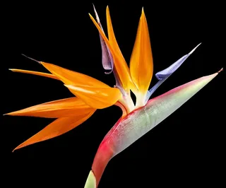 花，天堂，植物，自然