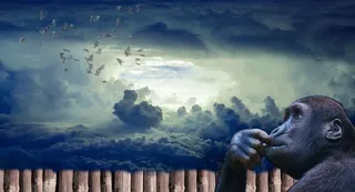 气候气象,太空,天空,屏幕截图,油画,猴子看着鸟