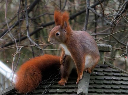 动物，松鼠，毛茸茸，可爱，花园，Possierlich