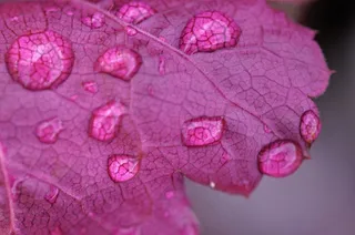 叶子，水，自然，绿色，拖放，植物，夏天