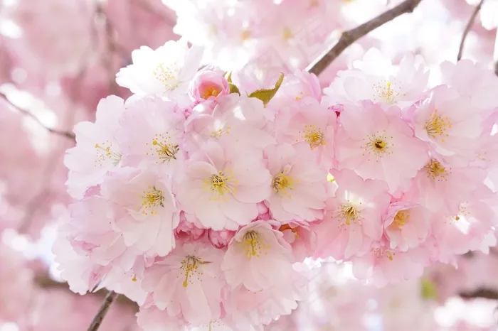 日本樱花树，观赏樱桃，花树