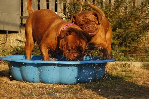 狗，大狗，小狗，小狗，Dogue De Bordeaux