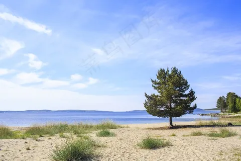 树,海滩,Örnsköldsvik,沿海,海,瑞典,水机 树,海滩,Örnsköldsvik,沿海,海,瑞典,水机
