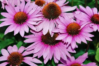 粉红色，花，自然，花的，植物，花束，盛开