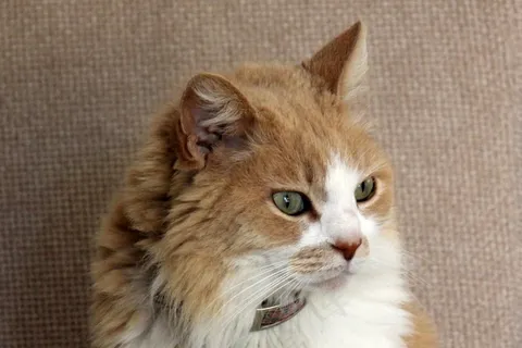 猫，宠物，可爱，小猫，家养，猫的，基蒂