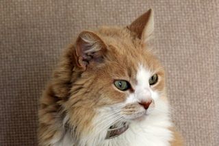 猫，宠物，可爱，小猫，家养，猫的，基蒂