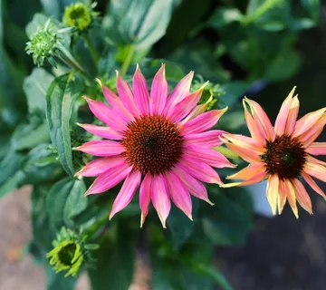 紫锥菊,Coneflower,多年生,植物 紫锥菊,Coneflower,多年生,植物