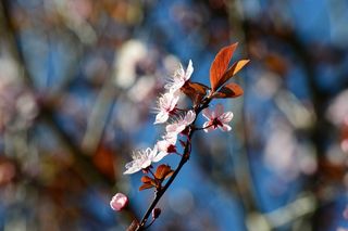 李，李子樱桃，中国李子，开花，粉红色