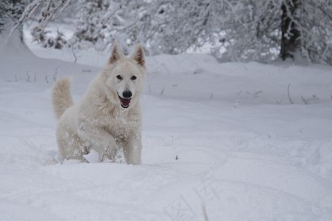 狗，朋友，瑞士白牧羊犬