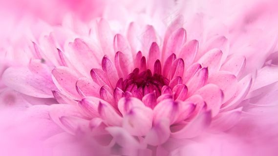 菊花，关闭，花，粉红色，复合材料，宏