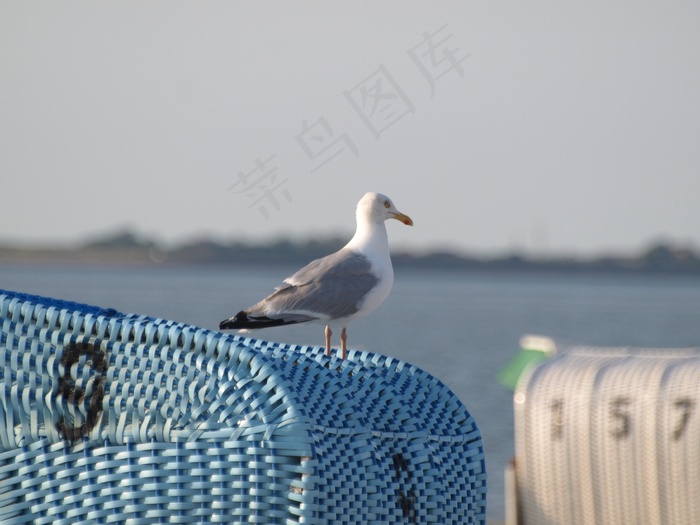 沙滩椅，海鸥，海岸，海，北海，天空