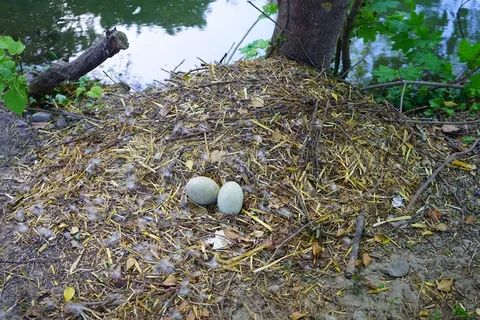 鸡蛋，天鹅鸡蛋，天鹅，巢，天鹅的巢，稀松布