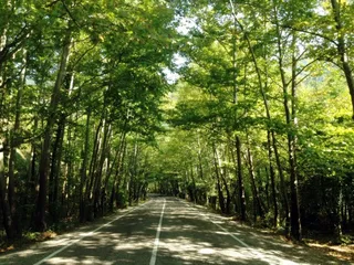 树，绿色，自然，景观，道路，番红花城