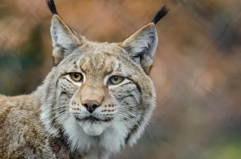 x，山猫，野生动物，捕食者，自然，户外