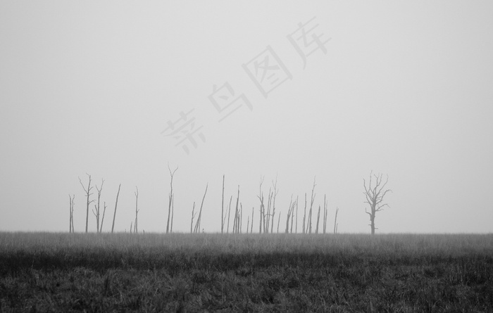 草，场，灰色，黑色和白色，树木